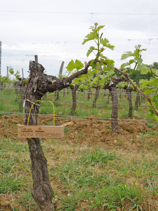 Виноградник на урожай